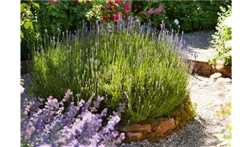 Lavendel