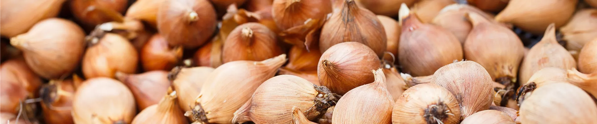 Allium Allium