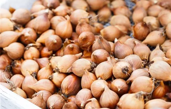 Blumenzwiebeln – kleine Zwiebeln mit grosser Wirkung Blumenzwiebeln – kleine Zwiebeln mit grosser Wirkung