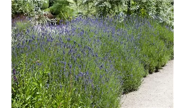 Lavendel