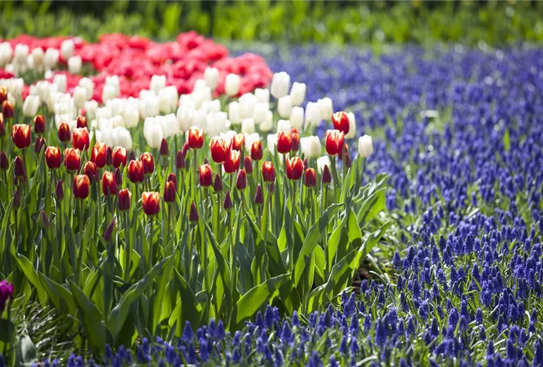 Tulipa Tulipa