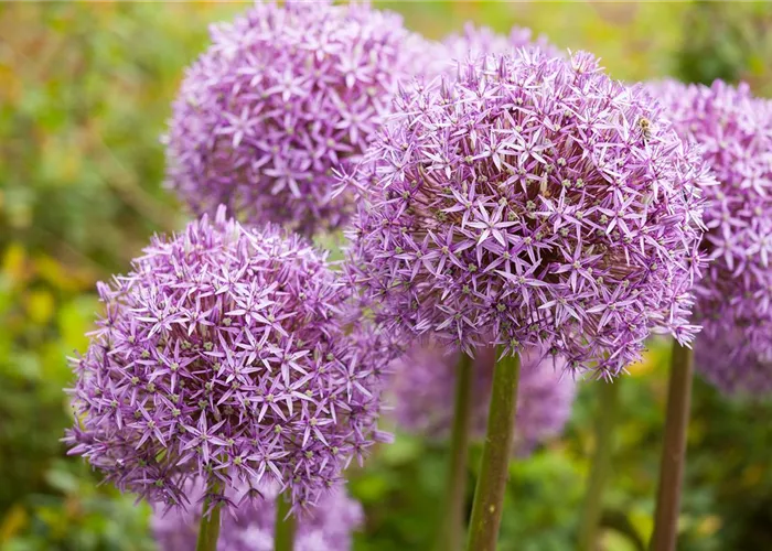 Allium – eleganter Zierlauch