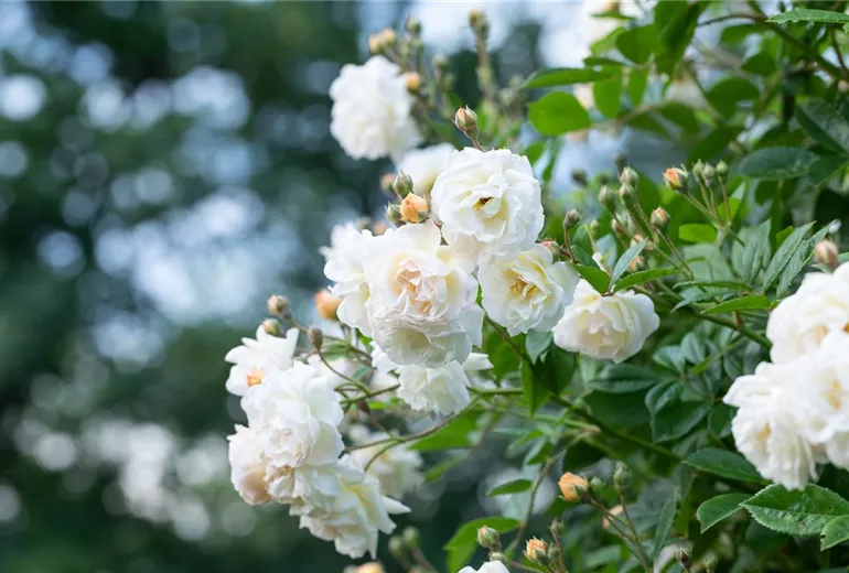 Kletterrose, weiss