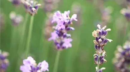 Lavandula angustifolia 'Munstead'