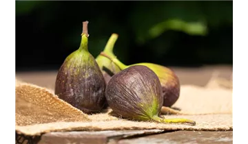 Feigenbaum