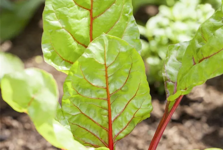 Beta vulgaris var. cicla