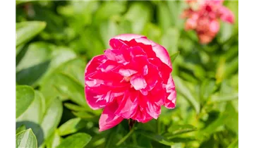 Pfingstrose