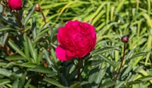 Pfingstrose