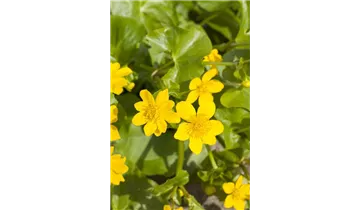 Sumpfdotterblume