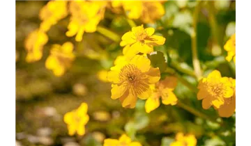 Sumpfdotterblume