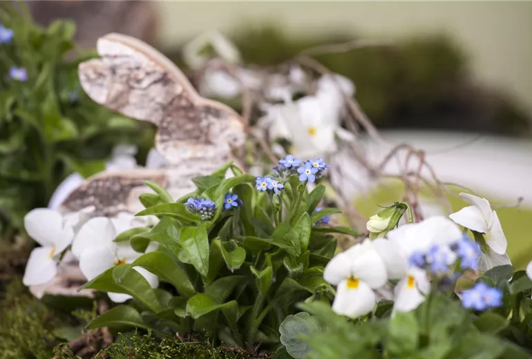 Myosotis sylvatica