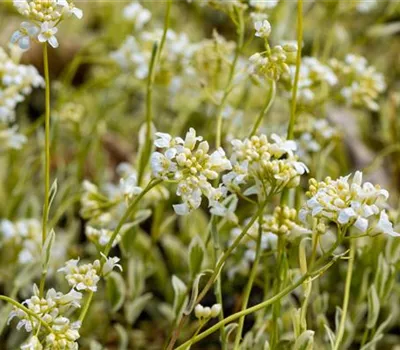 Arabis ferdinandi-coburgii 'Old Gold'