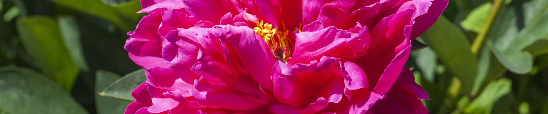 Paeonia x suffruticosa Paeonia x suffruticosa