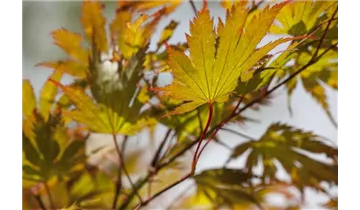 Japanischer Ahorn, Fächerahorn