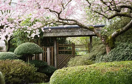 Ruhe und Erholung im japanischen Garten Ruhe und Erholung im japanischen Garten