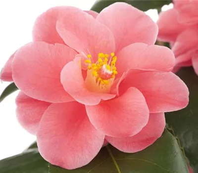 Camellia japonica rosa Camellia japonica rosa