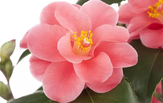 Camellia japonica rosa