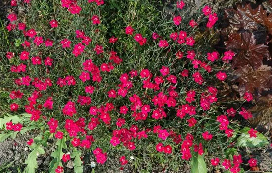 Dianthus gratianopolitanus 'Rubin'