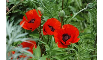 Türkischer Mohn