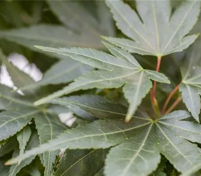 Acer palmatum 'Mikawa yatsubusa'