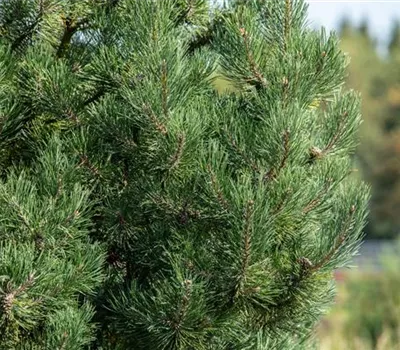 Pinus sylvestris 'Fastigiata'