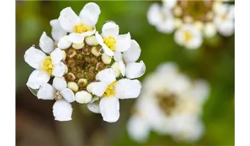 Immergrüner Bauernsenf