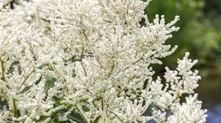 Aruncus dioicus
