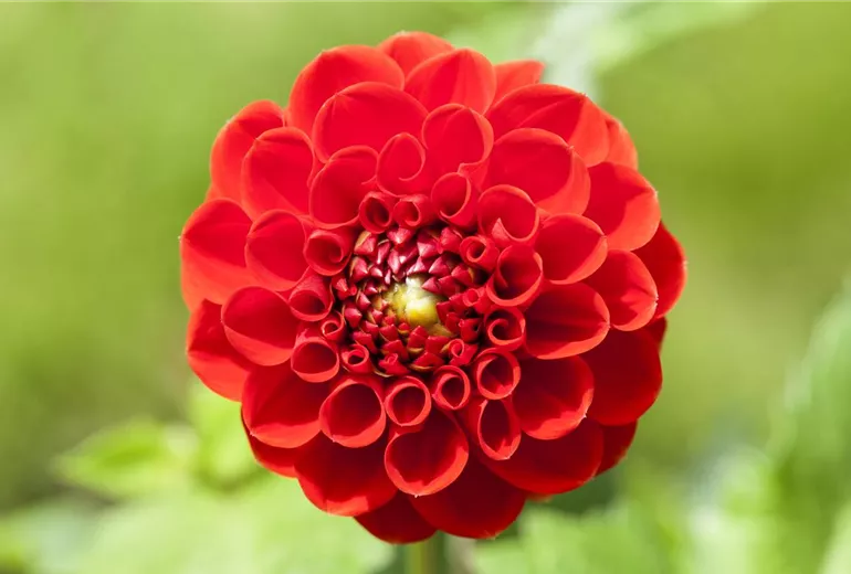 Dahlia, rot Dahlia, rot