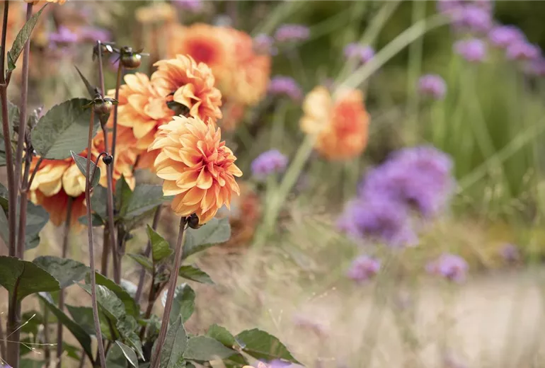 Dahlia Dahlia