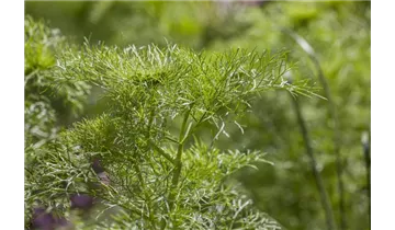Dill