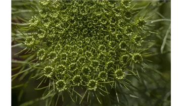 Dill