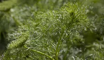 Dill