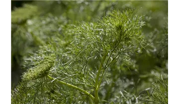 Dill