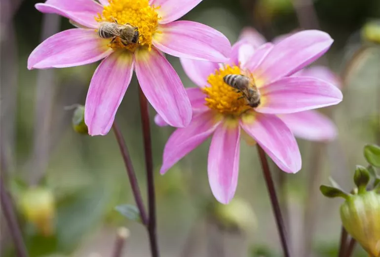 Dahlia Dahlia
