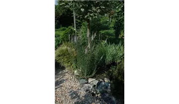 Leinkraut