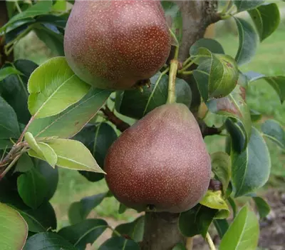 Pyrus communis (Säulenbirne) 'Decora'