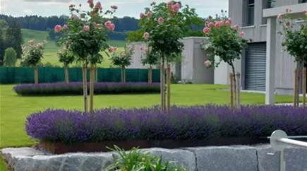 Kundengarten mit Hochstämmen Rose Doris Leuthard mit Lavendel