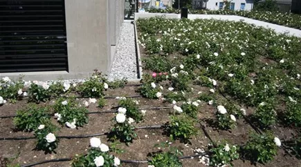 Stadt Arbon Bepflanzung White Meidiland