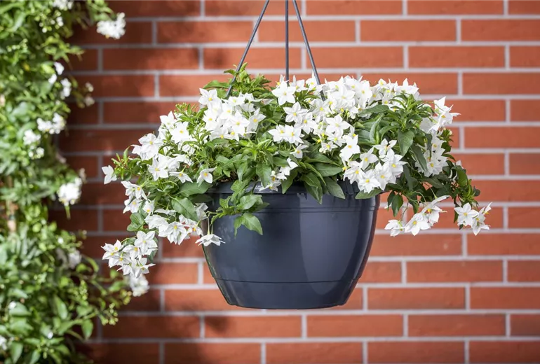 Solanum jasminoides, weiss
