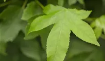 Kugel Amberbaum