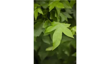 Kugel Amberbaum