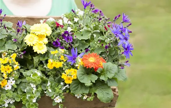Dünger für Sommerblumen – der Extra-Kick für das Wachstum Dünger für Sommerblumen – der Extra-Kick für das Wachstum