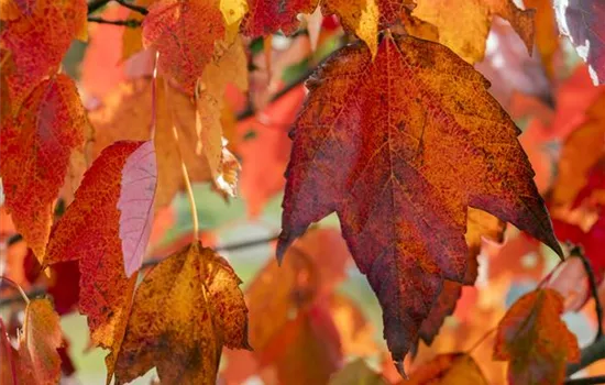 Acer rubrum 'Red Sunset'