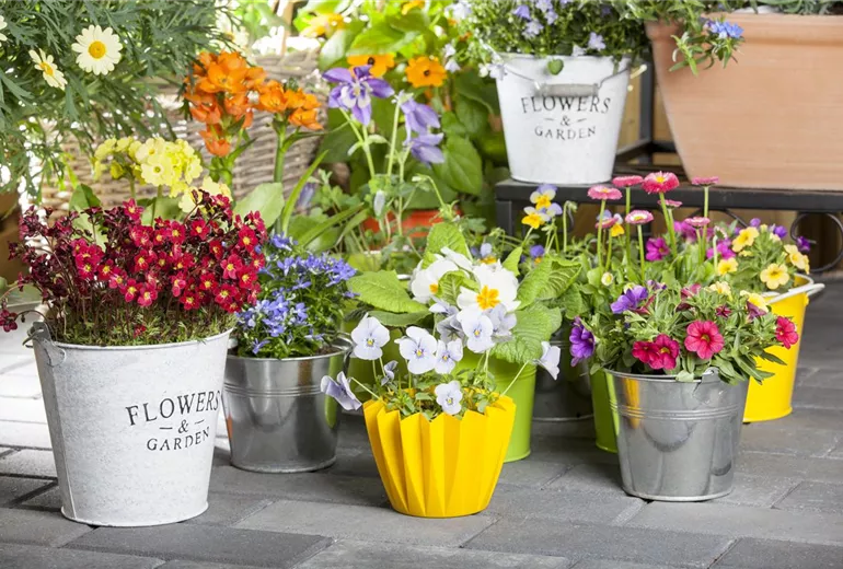 Saxifraga, Calibrachoa, Viola cornuta Saxifraga, Calibrachoa, Viola cornuta