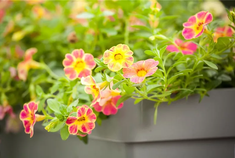 Calibrachoa Calibrachoa