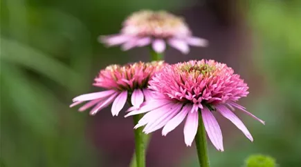 Echinacea purpurea
