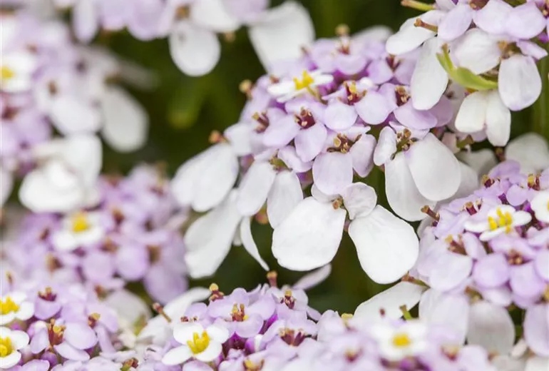 Iberis sempervirens, rosa
