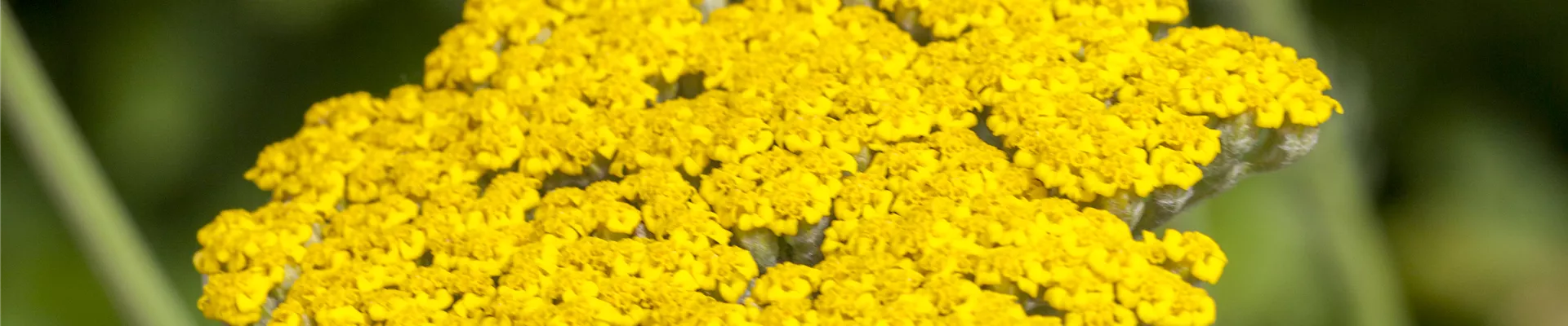 Achillea filipendulina 'Coronation Gold'