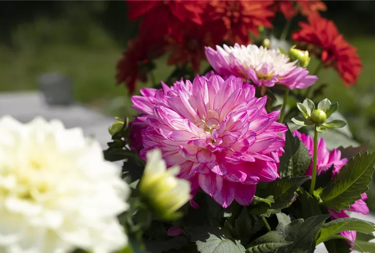 Dahlia