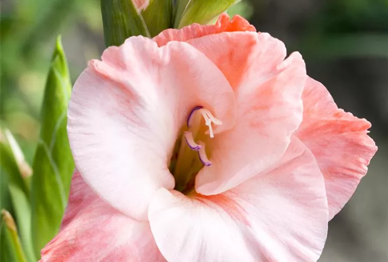Gladiolus, rot-weiss